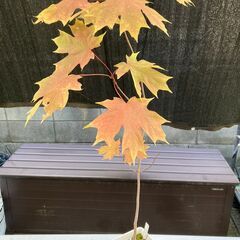 サトウカエデ（Northern sugar maple）苗の画像