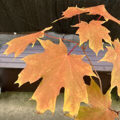 サトウカエデ（Northern sugar maple）苗の画像
