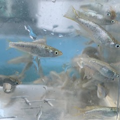 スーパーラメ　メダカ　めだかの画像