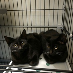 黒豹のようにカッコ良い兄弟