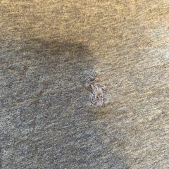 4Ｔ　ロンTの画像