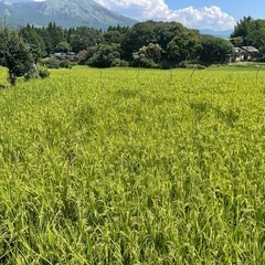 令和７年産　🌾新米🌾　🌾 もち米🌾　精米済み　2キロ、3キロ、5キロ　南阿蘇村産　熊本県の画像