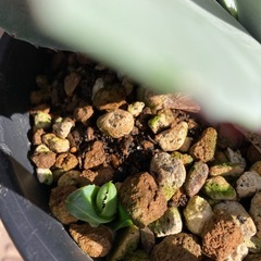 アガベ  パリー　トランカータ　ランナー付き
の画像