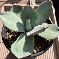 アガベ  パリー　トランカータ　ランナー付き
の画像