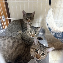 キジトラ3兄妹　血液検査済み