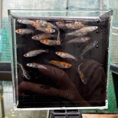 宮桜　メダカの画像