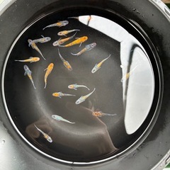 宮桜　メダカの画像