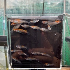 宮桜　メダカの画像