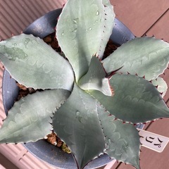 アガベ  パリー　トランカータの画像