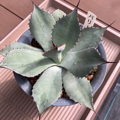 アガベ  パリー　トランカータの画像