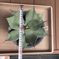 アガベ  パリー　トランカータの画像