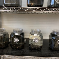 宇部市　メダカ　めだかの画像