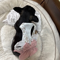 犬、服、ハーネス、２枚セット
の画像