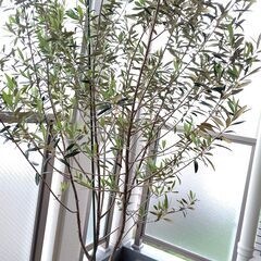 オリーブヒナカゼ200cm 焼杉木製鉢付き 夏後の肥料与え済　　の画像