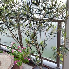 オリーブヒナカゼ200cm 焼杉木製鉢付き 夏後の肥料与え済　　の画像