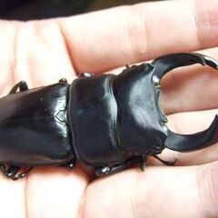 奈良県産オオクワガタ F6 ♂73.2ミリ ♀43ミリ ペアの画像