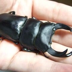 奈良県産オオクワガタ F6 ♂73.2ミリ ♀43ミリ ペアの画像