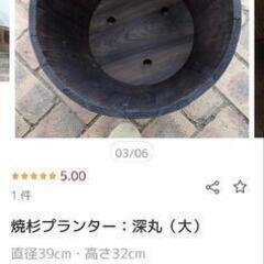 オリーブヒナカゼ200cm 焼杉木製鉢付き 夏後の肥料与え済　　の画像