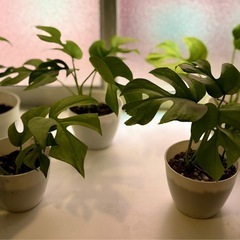 姫モンステラ　3号 白プラ鉢の画像