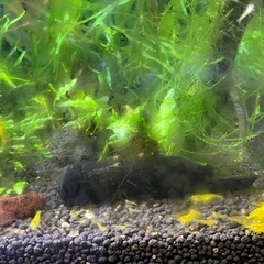 【お取引中】イエローチェリーシュリンプ10匹②の画像