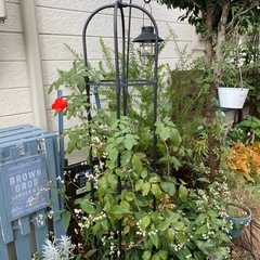 ガーデニングオベリスクの画像