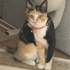 綺麗な柄の三毛猫ちゃん