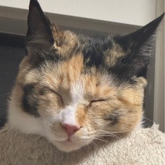 綺麗な柄の三毛猫ちゃん - 猫