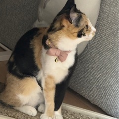 綺麗な柄の三毛猫ちゃん - 鹿児島市