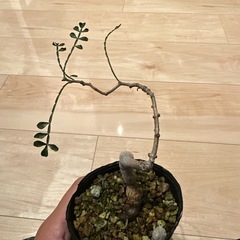 パキプス根挿し　2年目の画像