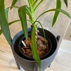 観葉植物 枝分け ユッカ (鉢カバー＆スタンド付き)の画像