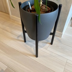 観葉植物 枝分け ユッカ (鉢カバー＆スタンド付き)の画像