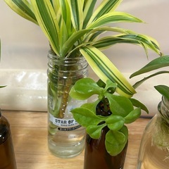 植物🪴6点まとめての画像