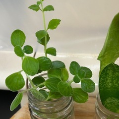 植物🪴6点まとめての画像