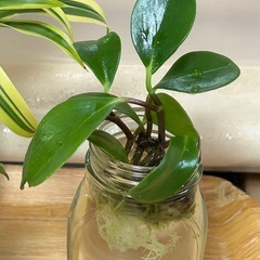 植物🪴6点まとめての画像