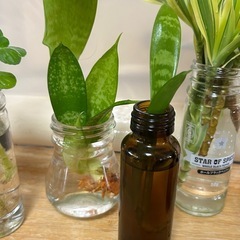 植物🪴6点まとめての画像