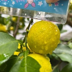柚の画像