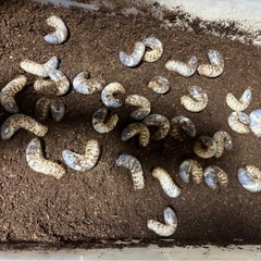 国産カブトムシ幼虫の画像