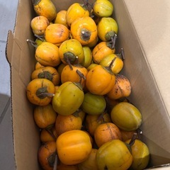 渋柿　小さいサイズ　たくさんの画像