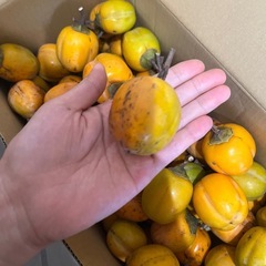 渋柿　小さいサイズ　たくさんの画像