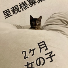 可愛いサビ猫 - 里親募集