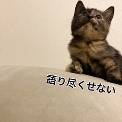 可愛いサビ猫 - 猫