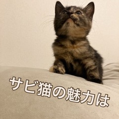 可愛いサビ猫 - 神戸市