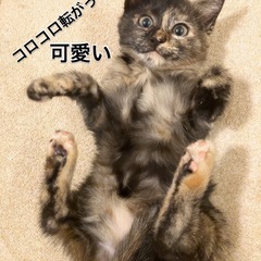 可愛いサビ猫