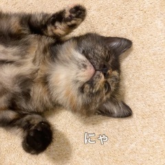 可愛いサビ猫 − 兵庫県