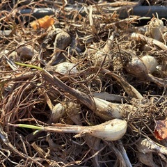 らっきょう苗の画像