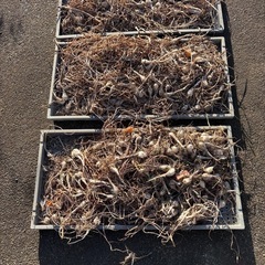 らっきょう苗の画像