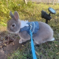 ネザーランドドワーフ