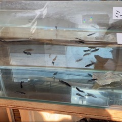 めだか屋Berry無人販売所　11月1日（土）、2日（日）、3日（祝）の画像