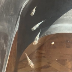 めだか屋Berry無人販売所　11月1日（土）、2日（日）、3日（祝）の画像