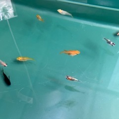 めだか屋Berry無人販売所　11月1日（土）、2日（日）、3日（祝）の画像